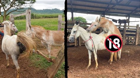 Comendo a égua da buceta grande e molhadinha